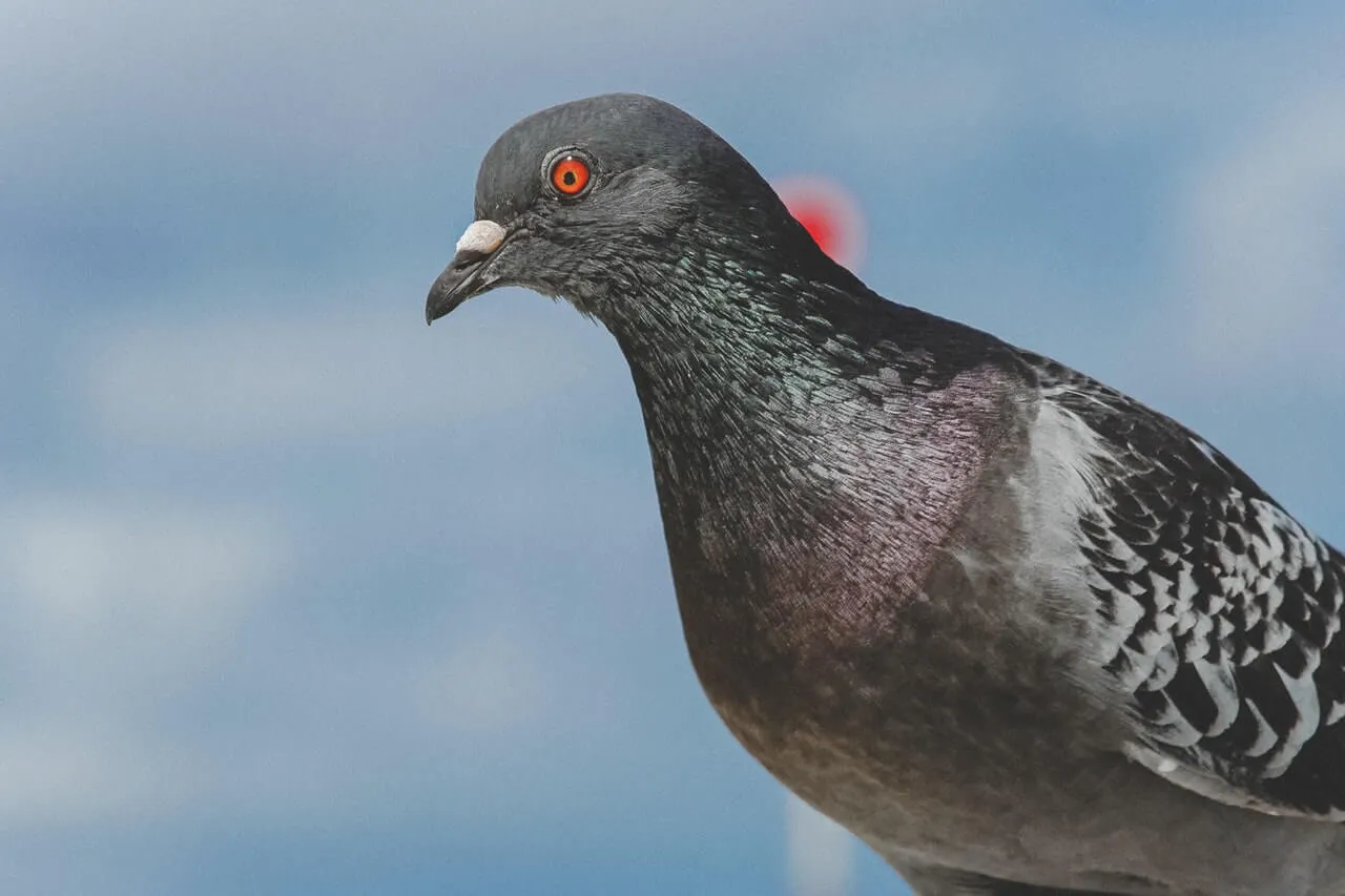 הרחקת יונים מחיר