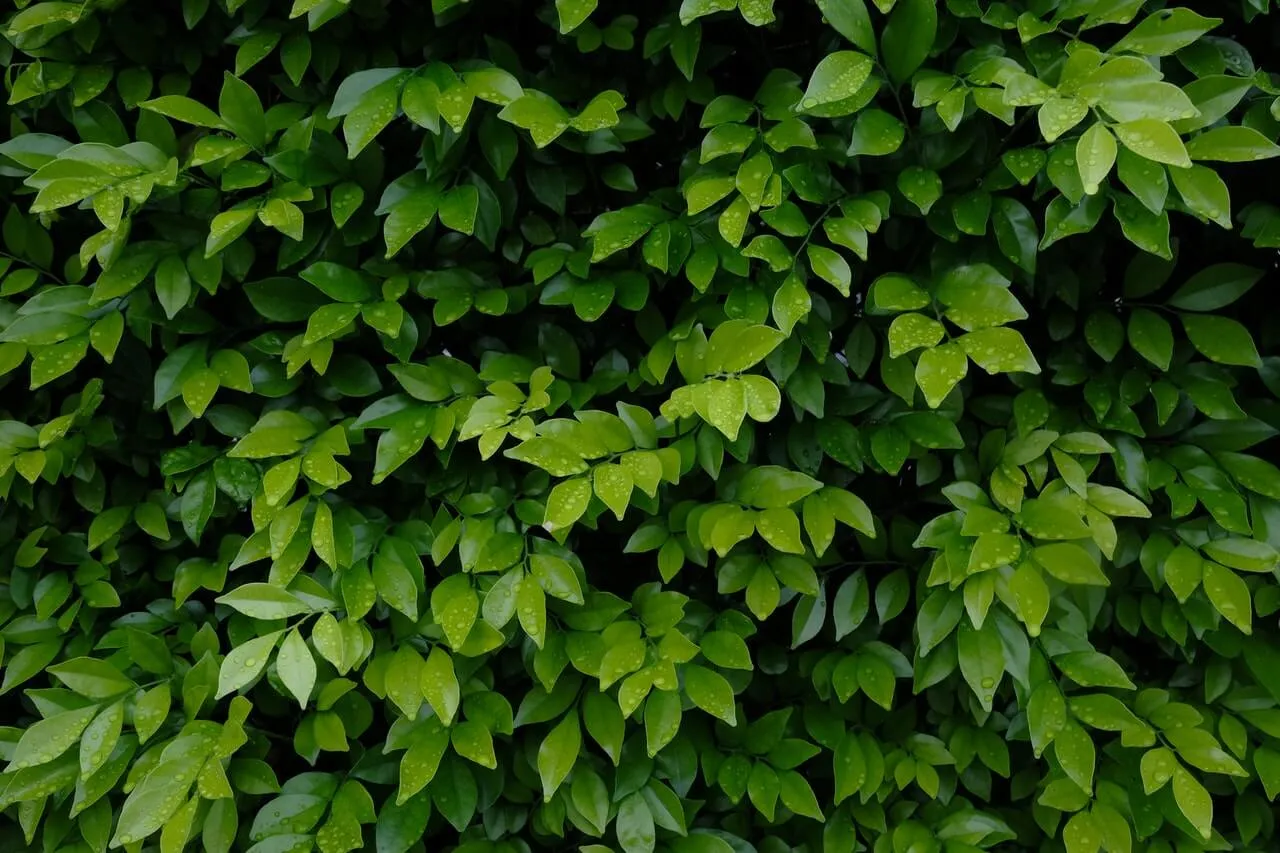 מדביר בירושלים