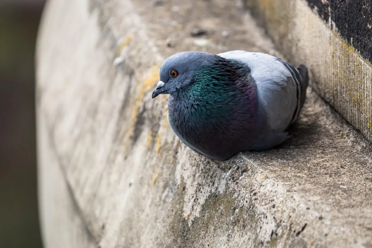 הרחקת יונים מקצועית